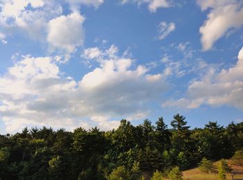 Low angle view of trees against sky