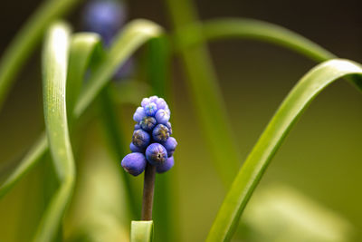 Close-up of purple flower buds