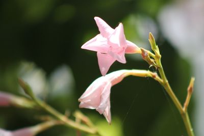 Close-up of pink flower blooming outdoors