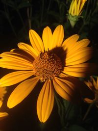 Close-up of yellow flower