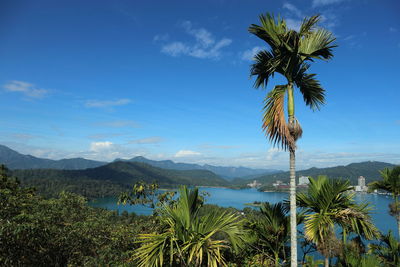 Scenic view of palm trees against sky