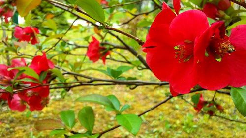 Close-up of red flower growing on tree