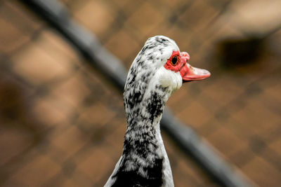 Close-up of duck against blurred background