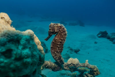 Fish swimming in sea