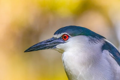 Close-up of a bird