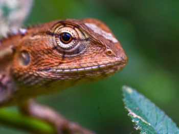 Close-up of lizard