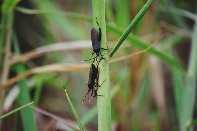 Close-up of insect perching on plant