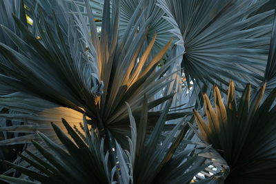 Close-up of palm leaves