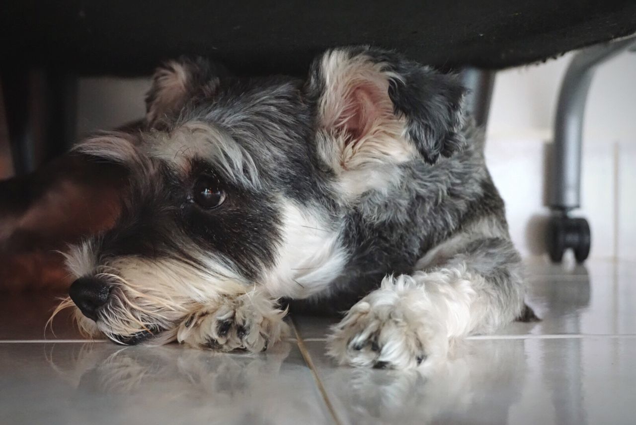 CLOSE-UP OF DOG IN INDOORS