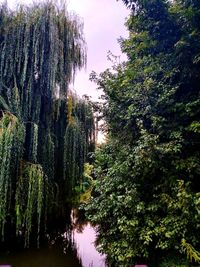 Trees by lake in forest against sky