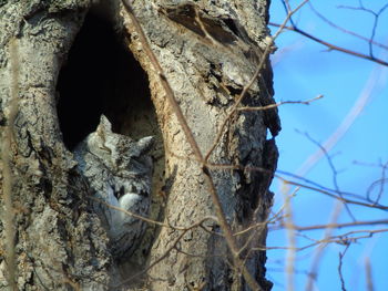 Close-up of lizard on tree against sky