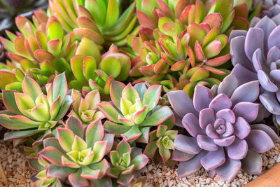 Close-up of succulent plant