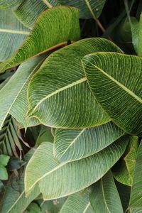 Full frame shot of green leaves