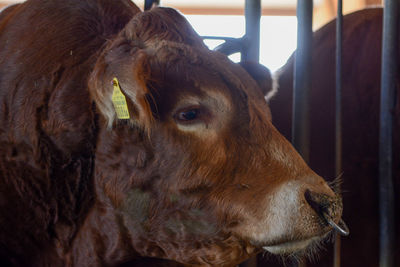 Close-up of a cow