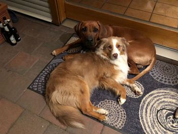 Portrait of dog sitting on tiled floor