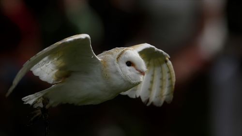 Close-up of parrot