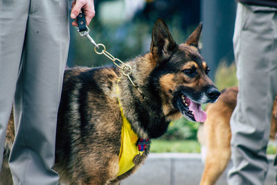 Midsection of person holding dog