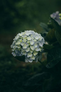 Close-up of purple flowering plant