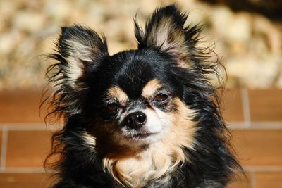 Close-up portrait of a dog