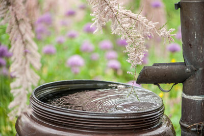 Close-up of rain butt with gutter and pink flower in garden