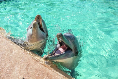 High angle view of dolphins swimming in sea