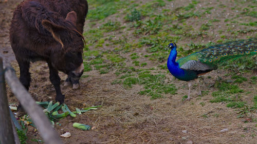 High angle view of peacock on field