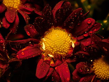 Close-up of wet yellow flower