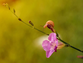 Close-up of butterfly pollinating on pink flower