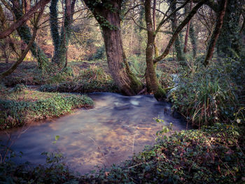 Stream flowing in forest