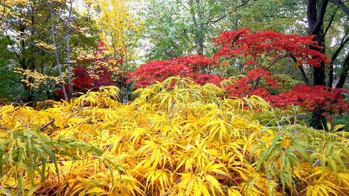 Autumn leaves on tree