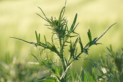 Close-up of fresh grass in field