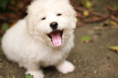 Portrait of white puppy