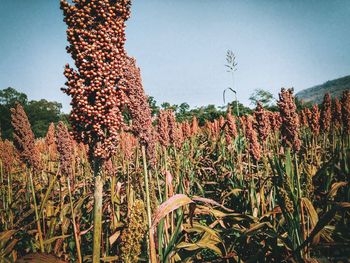 Plants growing on field against sky