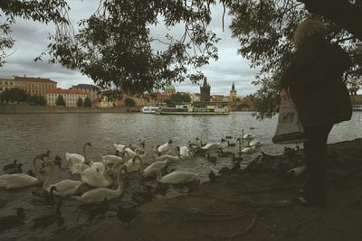 Woman feeding birds in vltava river