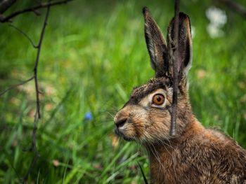 Close-up of hare on land