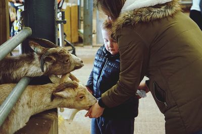 Mother and son feeding goats in barn