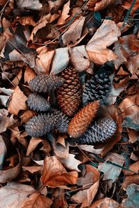 High angle view of dried leaves on field