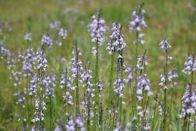 Close-up of purple flowering plants on field