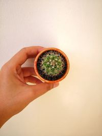 Cactus on hand