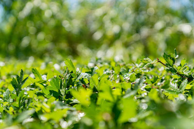 Green bush wall background. lush fooliage. shallow depth of field.