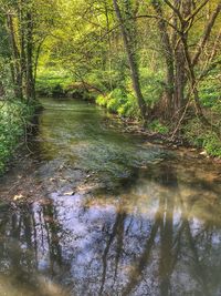 Scenic view of river in forest