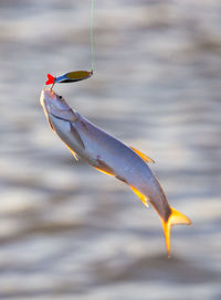 Close-up of fish in sea