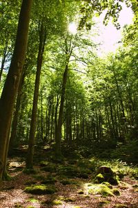 Trees in forest