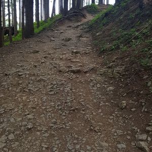 Surface level of dirt road in forest