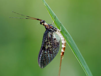 Close-up of insect on plant