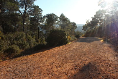 Dirt road amidst trees against sky
