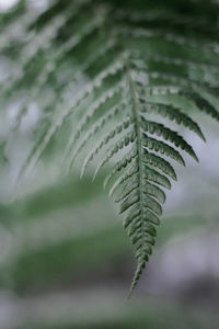 Green cone leaves