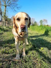 Portrait of dog standing on field