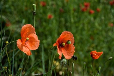 Close-up of orange poppy flowers in field