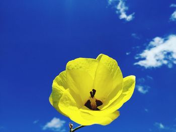 Close-up of yellow flower against blue sky